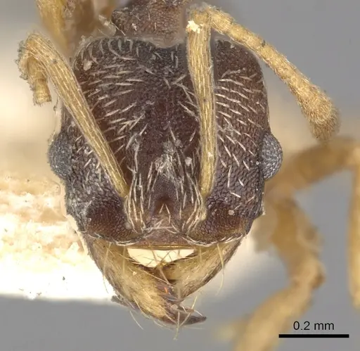 Kalathomyrmex emeryi specimen CASENT0901683 image casent0901683_2