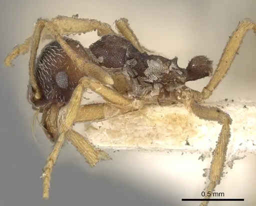 Kalathomyrmex emeryi specimen CASENT0901683 image casent0901683_3