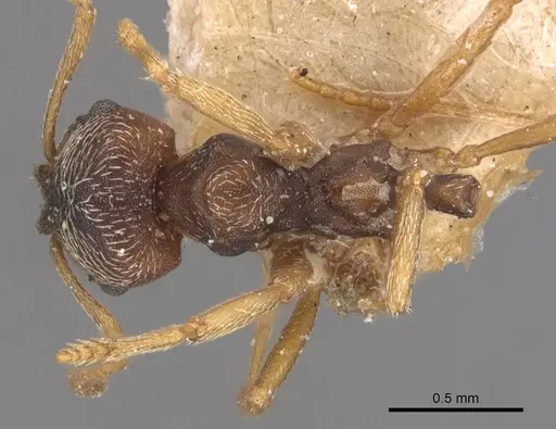 Kalathomyrmex emeryi specimen CASENT0904984 image casent0904984_1