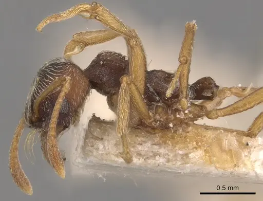 Kalathomyrmex emeryi specimen CASENT0904984 image casent0904984_4