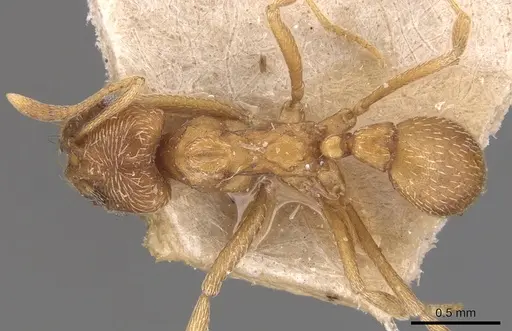 Kalathomyrmex emeryi specimen CASENT0904985 image casent0904985_1
