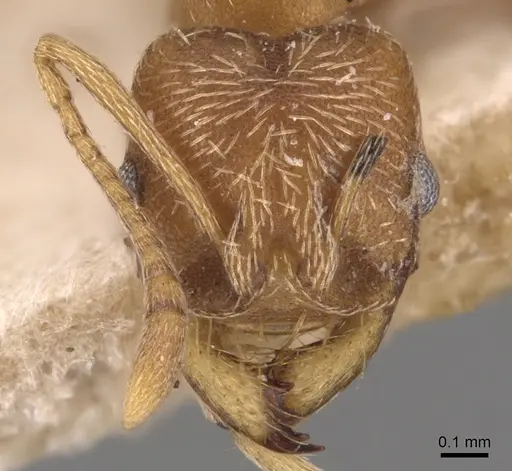Kalathomyrmex emeryi specimen CASENT0904985 image casent0904985_2
