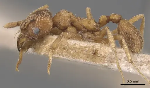 Kalathomyrmex emeryi specimen CASENT0904985 image casent0904985_3