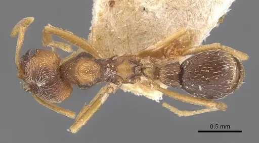 Kalathomyrmex emeryi specimen CASENT0909386 image casent0909386_1
