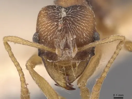 Kalathomyrmex emeryi specimen CASENT0909386 image casent0909386_2