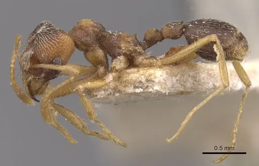 Kalathomyrmex emeryi specimen CASENT0909386 image casent0909386_3