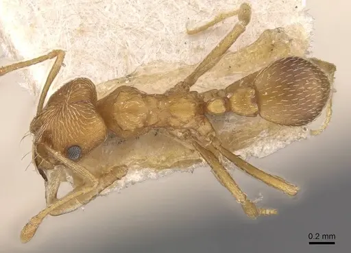 Kalathomyrmex emeryi specimen CASENT0909387 image casent0909387_1