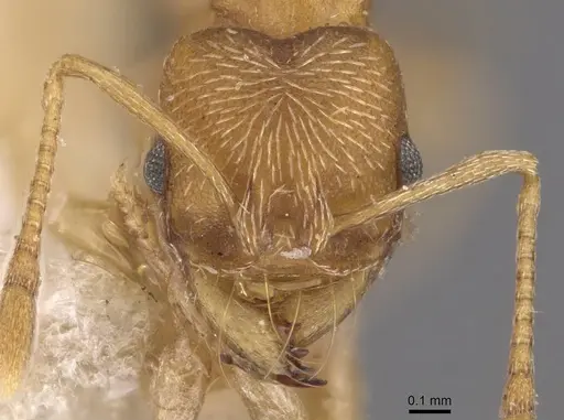 Kalathomyrmex emeryi specimen CASENT0909387 image casent0909387_2
