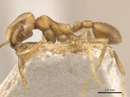 Kalathomyrmex emeryi specimen CASENT0909387 image casent0909387_3