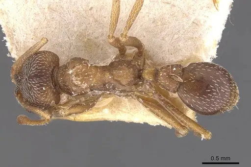 Kalathomyrmex emeryi specimen CASENT0909388 image casent0909388_1