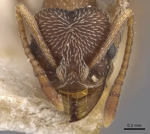 Kalathomyrmex emeryi specimen CASENT0909388 image casent0909388_2