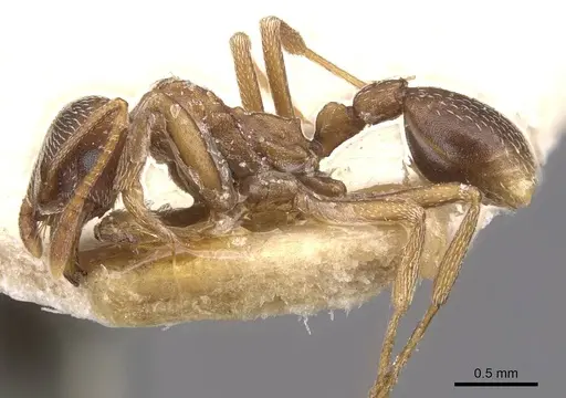 Kalathomyrmex emeryi specimen CASENT0909388 image casent0909388_3