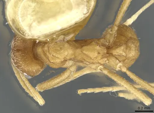 Kalathomyrmex emeryi specimen CASENT0911201 image casent0911201_1