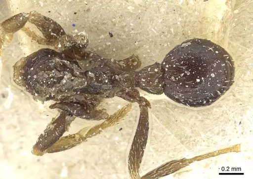 Kalathomyrmex emeryi specimen CASENT0912507 image casent0912507_1