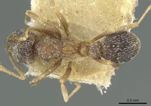 Kalathomyrmex emeryi specimen CASENT0912508 image casent0912508_1