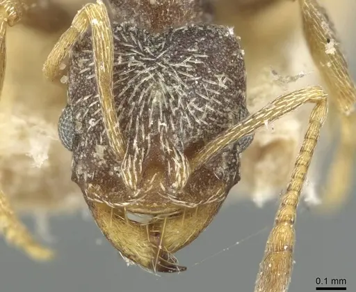 Kalathomyrmex emeryi specimen CASENT0912508 image casent0912508_2