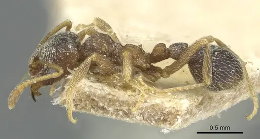 Kalathomyrmex emeryi specimen CASENT0912508 image casent0912508_3