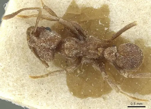 Kalathomyrmex emeryi specimen CASENT0912509 image casent0912509_1