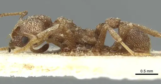 Kalathomyrmex emeryi specimen CASENT0912509 image casent0912509_3