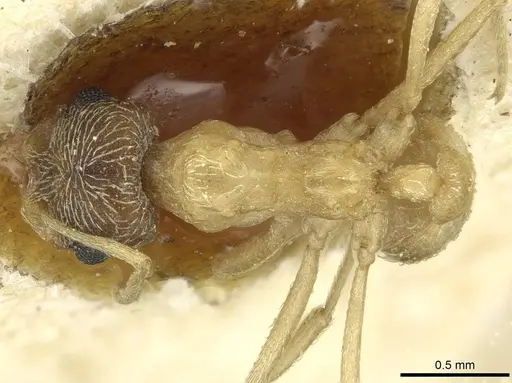 Kalathomyrmex emeryi specimen CASENT0912510 image casent0912510_1
