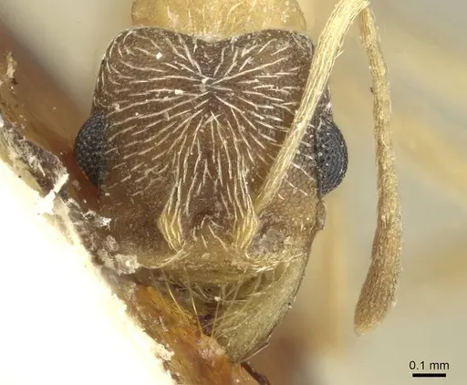 Kalathomyrmex emeryi specimen CASENT0912510 image casent0912510_2