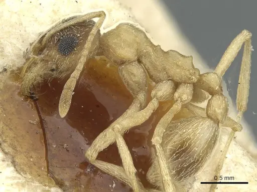 Kalathomyrmex emeryi specimen CASENT0912510 image casent0912510_3