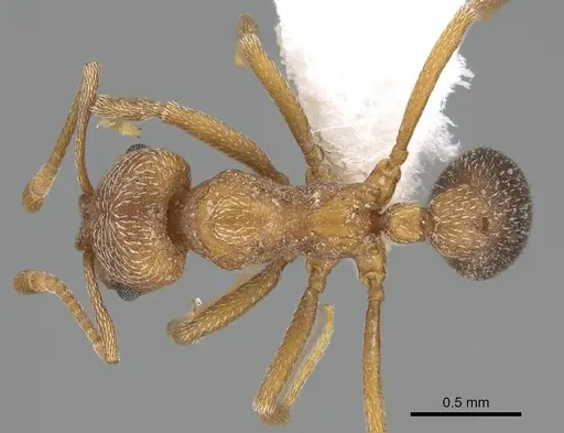 Kalathomyrmex emeryi specimen CASENT0922146 image casent0922146_1