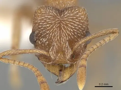 Kalathomyrmex emeryi specimen CASENT0922146 image casent0922146_2