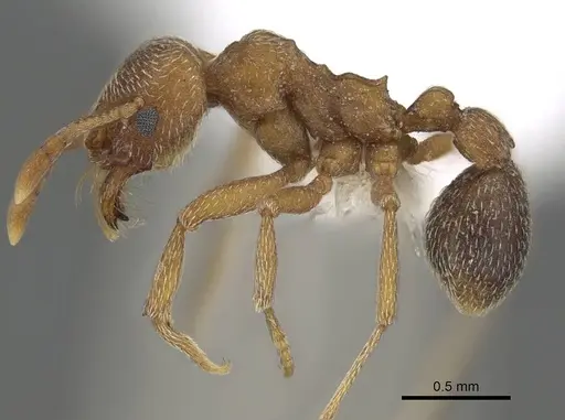 Kalathomyrmex emeryi specimen CASENT0922146 image casent0922146_3