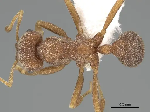 Kalathomyrmex emeryi specimen CASENT0922147 image casent0922147_1