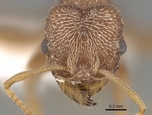 Kalathomyrmex emeryi specimen CASENT0922147 image casent0922147_2