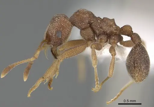 Kalathomyrmex emeryi specimen CASENT0922147 image casent0922147_3