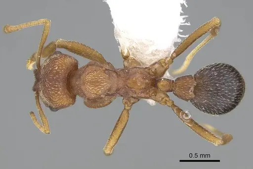 Kalathomyrmex emeryi specimen CASENT0922148 image casent0922148_1