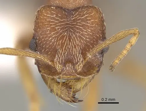 Kalathomyrmex emeryi specimen CASENT0922148 image casent0922148_2