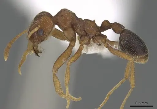 Kalathomyrmex emeryi specimen CASENT0922148 image casent0922148_3