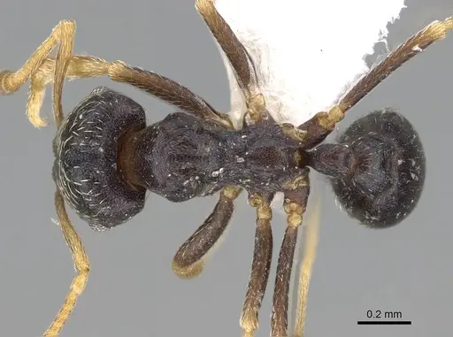 Kalathomyrmex emeryi specimen CASENT0922149 image casent0922149_1