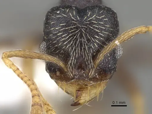 Kalathomyrmex emeryi specimen CASENT0922149 image casent0922149_2