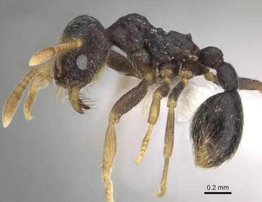 Kalathomyrmex emeryi specimen CASENT0922149 image casent0922149_3