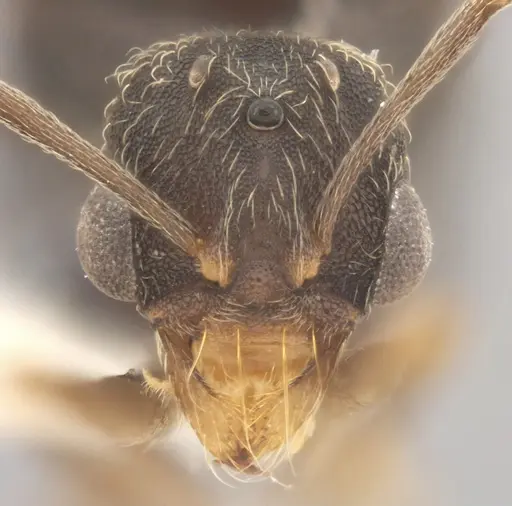 Kalathomyrmex emeryi specimen DZUP557320 image dzup557320_1