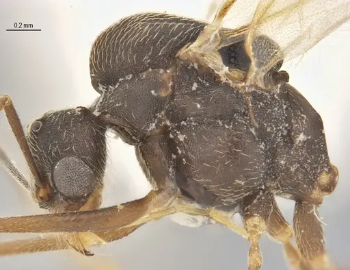 Kalathomyrmex emeryi specimen DZUP557320 image dzup557320_2