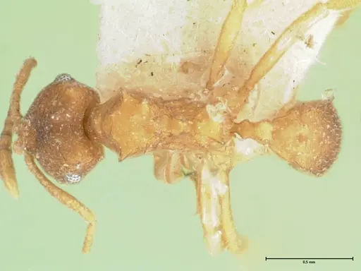 Kalathomyrmex emeryi specimen FOCOL1771 image focol1771_1