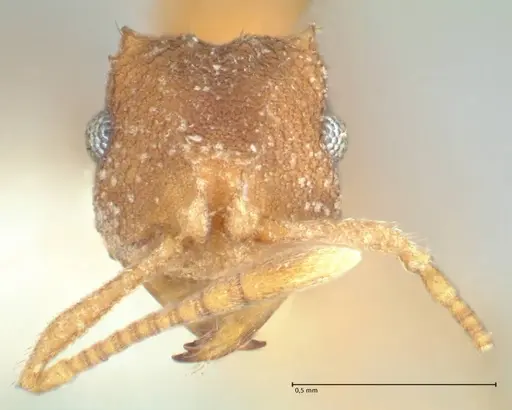 Kalathomyrmex emeryi specimen FOCOL1771 image focol1771_2