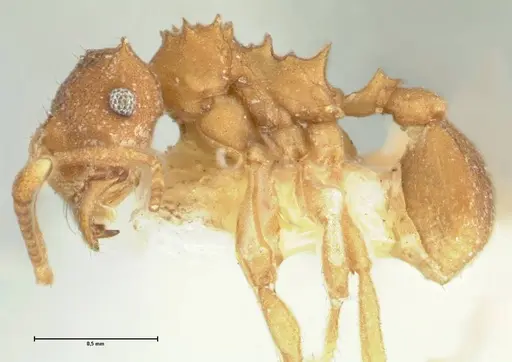 Kalathomyrmex emeryi specimen FOCOL1771 image focol1771_3
