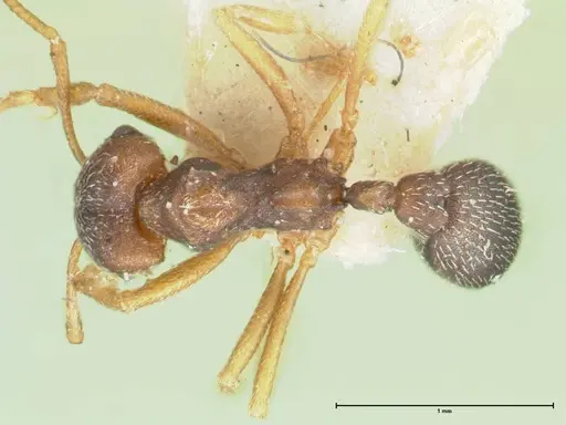 Kalathomyrmex emeryi specimen FOCOL1772 image focol1772_1