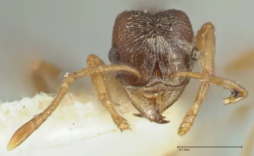 Kalathomyrmex emeryi specimen FOCOL1772 image focol1772_2