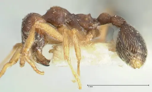 Kalathomyrmex emeryi specimen FOCOL1772 image focol1772_3