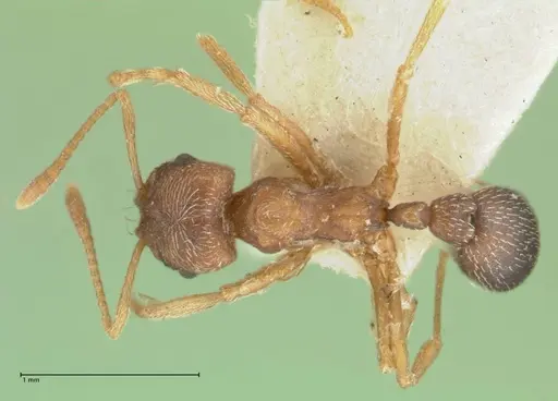 Kalathomyrmex emeryi specimen FOCOL1773 image focol1773_1
