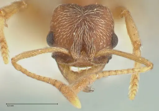Kalathomyrmex emeryi specimen FOCOL1773 image focol1773_2
