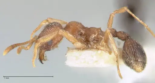 Kalathomyrmex emeryi specimen FOCOL1773 image focol1773_3