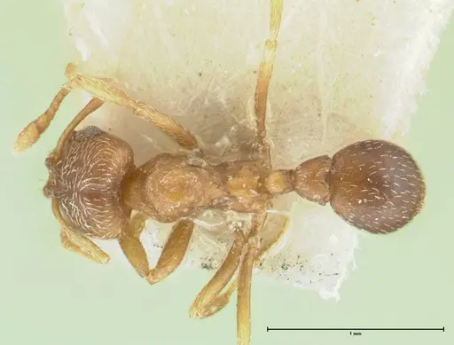 Kalathomyrmex emeryi specimen FOCOL1774 image focol1774_1